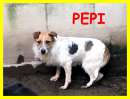 Foto PEPI, SPAVENTATA DA SEMPRE IN CANILE CERCA CASA