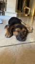 Foto Perla Bellissima cucciola cerca casa