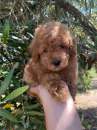 Foto Piccolo cagnolino di barboncino toy subito disponibile italiano