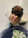Foto Piccolo cucciolo volpino della pomerania fulvo vaccinato