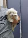 Foto piccolo di maltese toy con vaccinazione e microchip