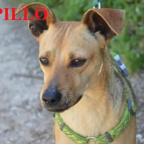 Foto Piccolo dolce Spillo in canile