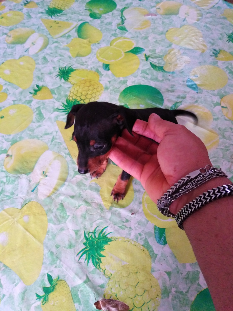 Foto Pincher nani toy super cuccioli taglia piccola 