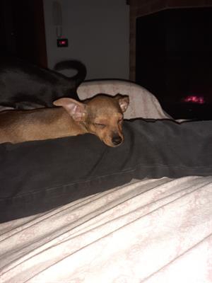 Foto Pinscher Foto Pinscher