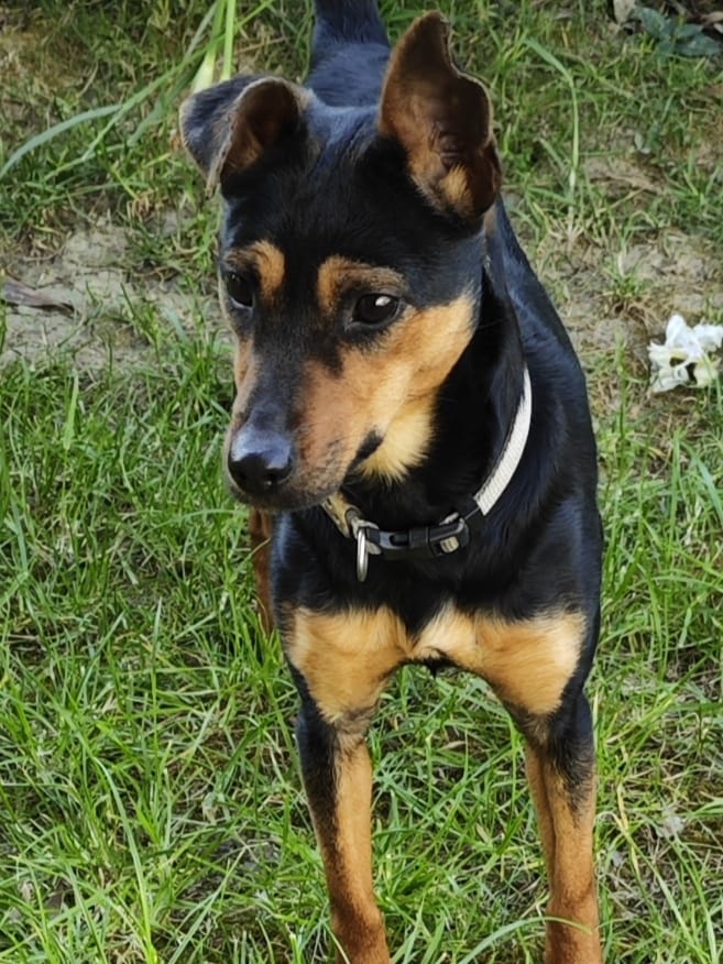 Foto Pinscher taglia piccola