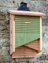 Foto Pipistrelli mangia zanzare zona Bari
