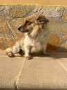 Foto Pippa simil volpino taglia piccola
