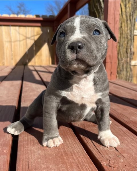 Foto Pit Bull cuccioli per l'adozione