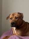 Foto PITBULL, SIMBA 11 MESI, LA PADRONA NON PU GESTIRL E RISCHIA IL CANILE!!!