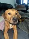 Foto PITBULL, SIMBA, 11 MESI, TENUTO IN CONDIZIONI PESSIME, RISCHIA IL CANILE!!
