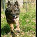 Foto POLDO PASTORE TEDESCO GRIGIONE, CANE IN ADOZIONE