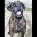 Foto PONGO E PEGGY MERAVIGLIOSI, MERITANO UNA CASA; CANI IN ADOZIONE