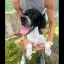 Foto QUASAR POINTER AFFETTUOSO CANE IN ADOZIONE