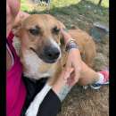 Foto QUINTILLA CAGNOLINA IN ADOZIONE