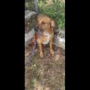 Foto RASSEGNATO AL TEDIO DEL CANILE, CHARLIE NON NE PUO' PIU', CAGNOLINO IN ADOZIONE