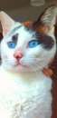 Foto Ravel, blue eyes, per un'adozione del cuore