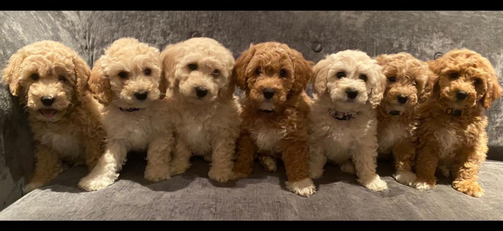 Foto Regalo abbiamo cuccioli di barboncino