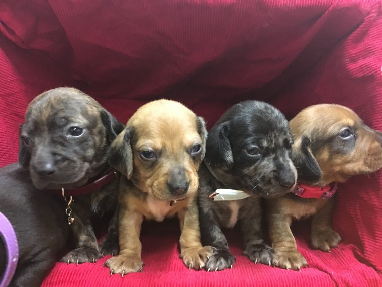 Foto Regalo adorabili cuccioli bassotto femminucce e maschietti disponibili