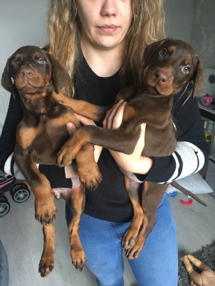 Foto Regalo adorabili cuccioli Dobermann femminucce e maschietti