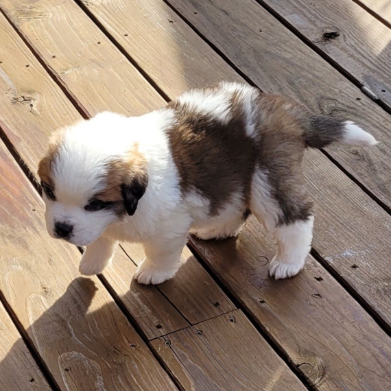 Foto Regalo adorabili cuccioli san bernardo femminucce e maschietti disponibili