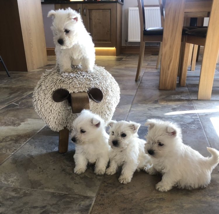 Foto Regalo adorabili cuccioli West highland terrier bianco 