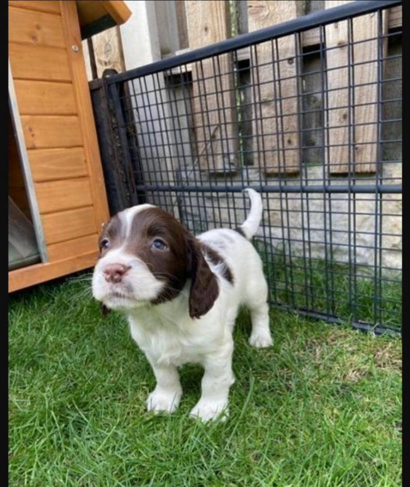 Foto Regalo BELLISSIMI CUCCIOLI DI Springer Spaniel