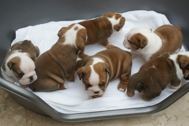 Foto Regalo Bulldog inglese cuccioli disponibili