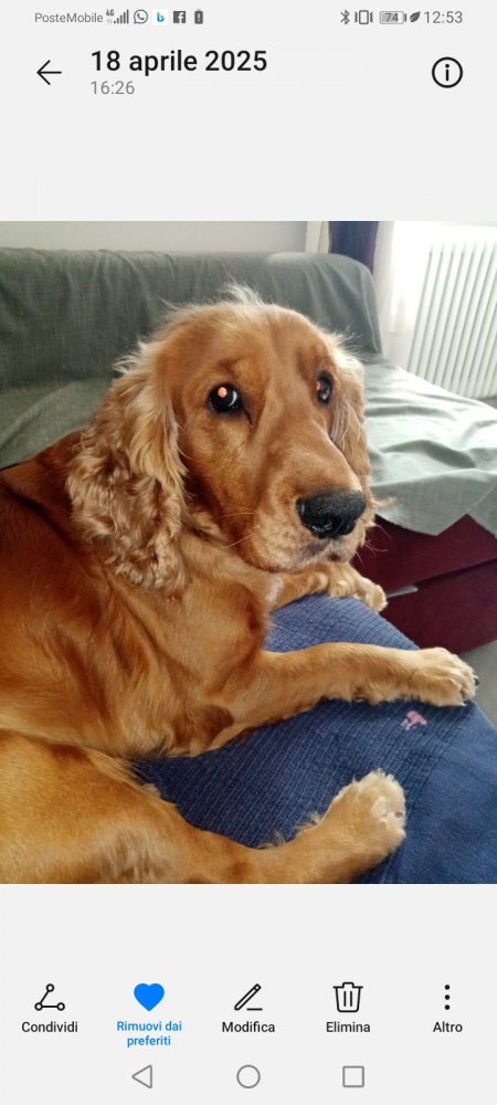 Foto Regalo cane