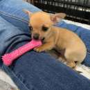 Foto Regalo Chihuahua Cucciolo con Pedigree