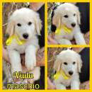 Foto Regalo cuccioli
