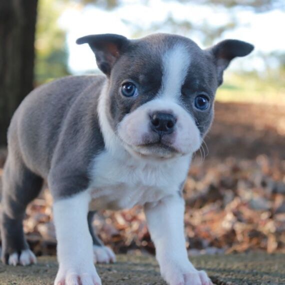 Foto REGALO Cuccioli Boston terrier