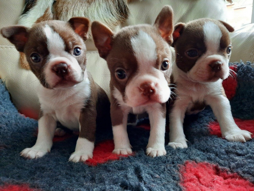 Foto REGALO Cuccioli Boston terrier