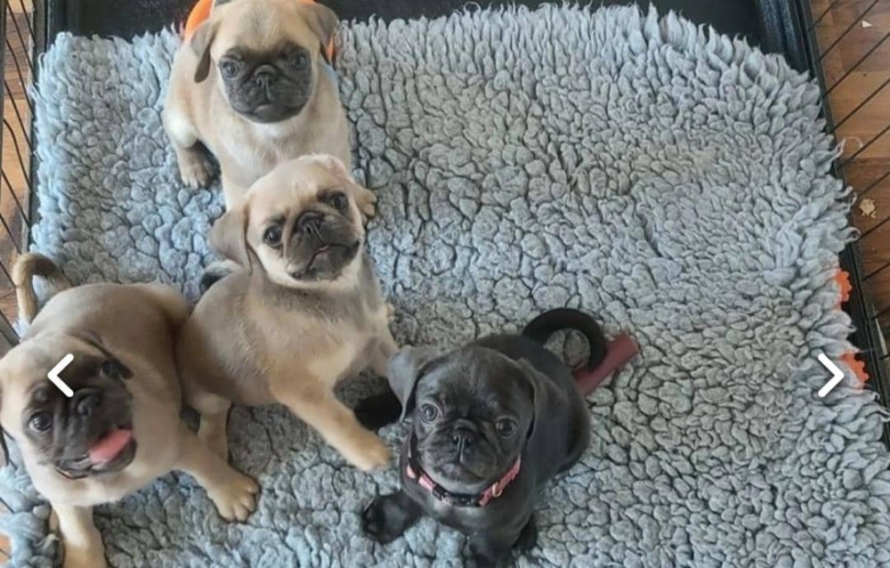 Foto REGALO Cuccioli carlino