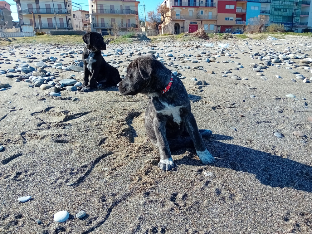 Foto Regalo cuccioli di 2 mesi e mezzo incrocio tra cane corso e maremmano