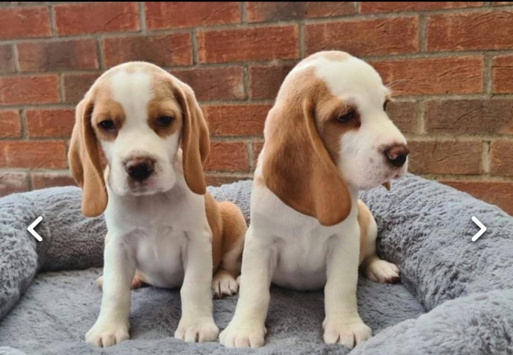 Foto Regalo cuccioli di Beagle