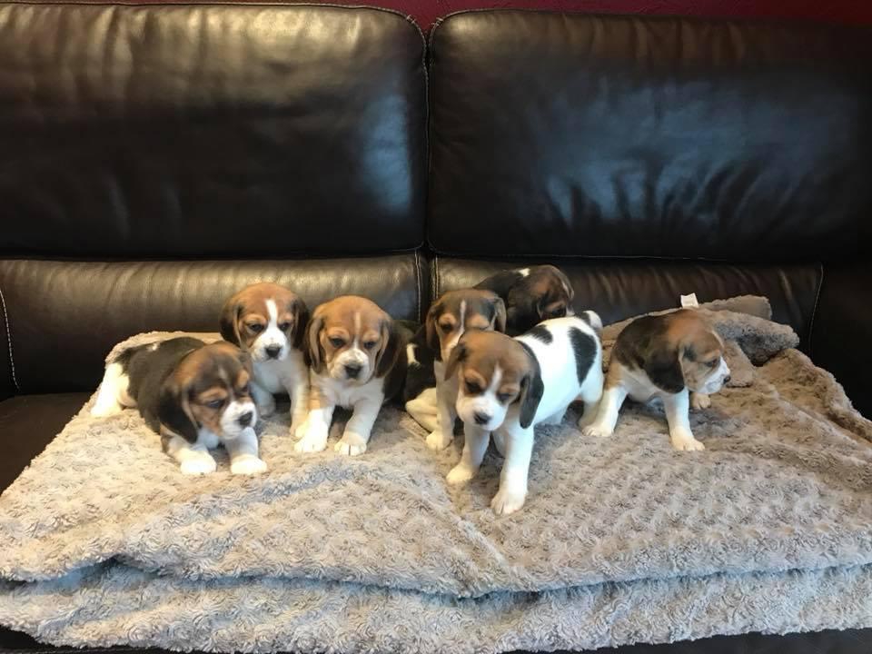 Foto Regalo cuccioli di beagle whAtsapp (0033753020535 )