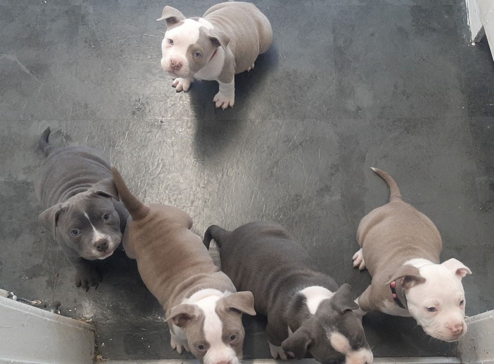 Foto Regalo cuccioli di Bullo Americano per l'adozione