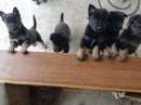 Foto regalo cuccioli di cane friuli