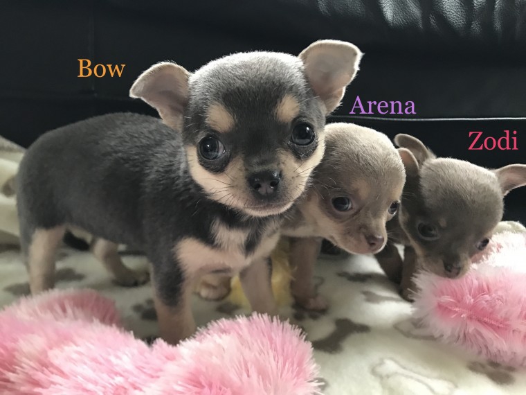 Foto Regalo cuccioli di chihuahua Mini toy
