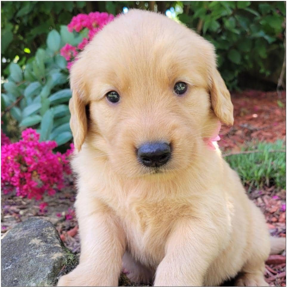 Foto Regalo Cuccioli di Golden retriver