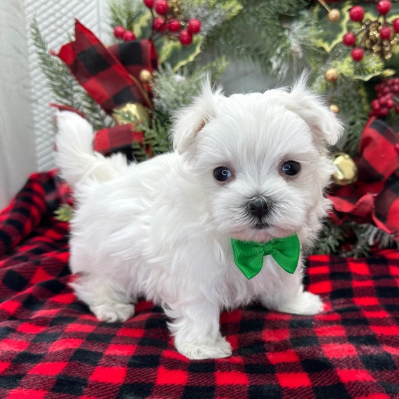 Foto Regalo cuccioli di maltese per l'adozione