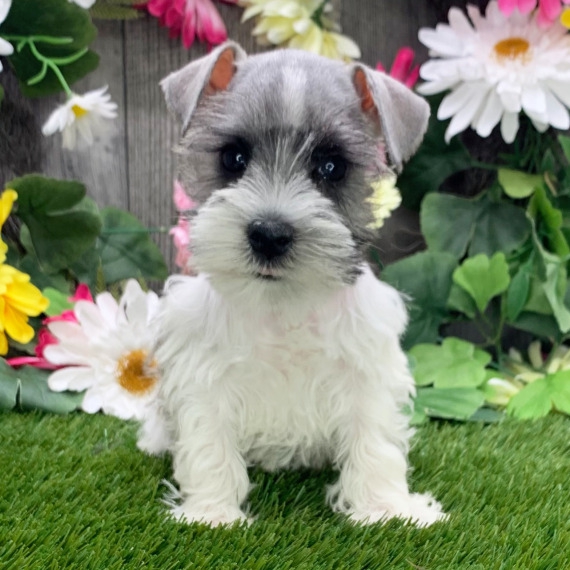 Foto Regalo Cuccioli di miniature schnauzer