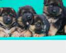 Foto Regalo cuccioli di pastore tedesco