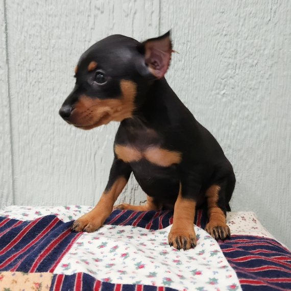 Foto REGALO Cuccioli di Pinscher