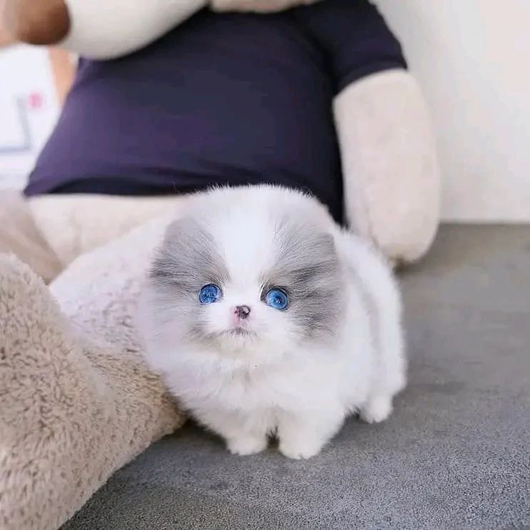 Foto Regalo Cuccioli di Pomerania