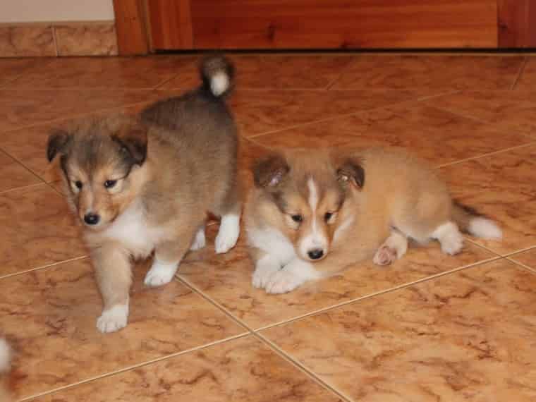 Foto Regalo Cuccioli di shetland sheepdog