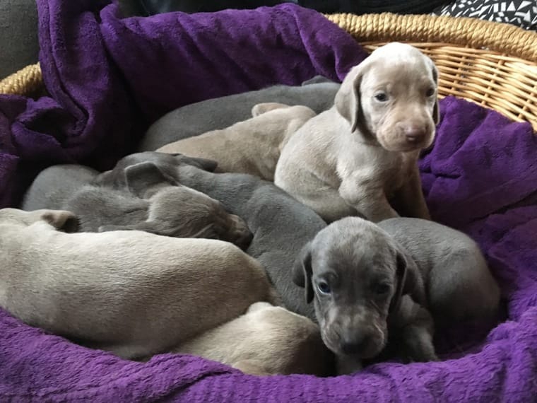 Foto Regalo Cuccioli di Weimaraner