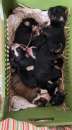 Foto Regalo cuccioli incrociati Bovaro del Bernese