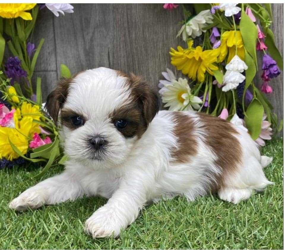 Foto REGALO Cuccioli Shih Tzu