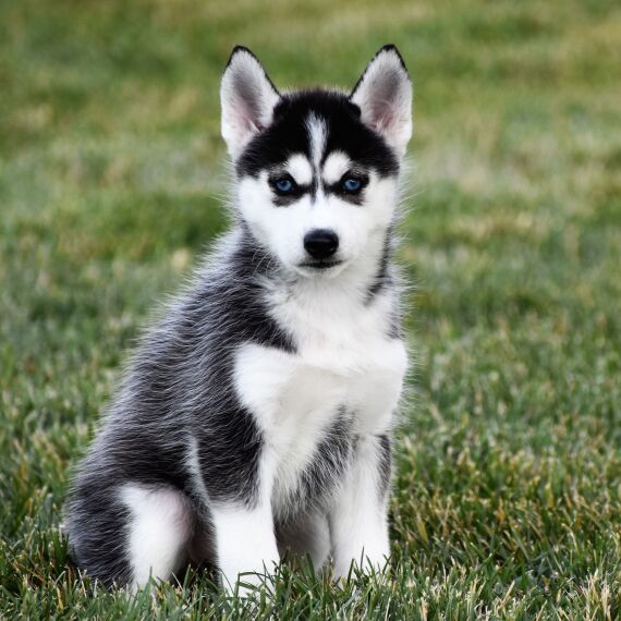 Foto Regalo cuccioli Siberian Husky Maschio e Femmina 